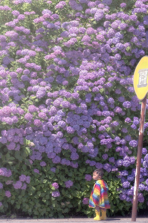 紫陽花の壁　竹島水族館サムネイル